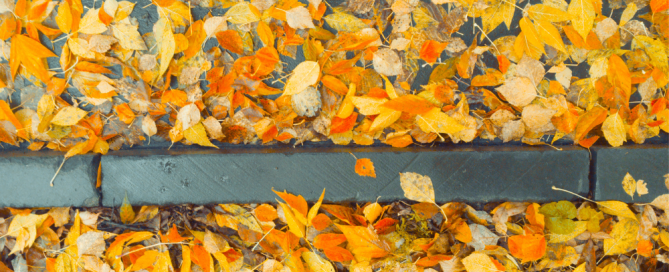 Leaves causing a slip hazard