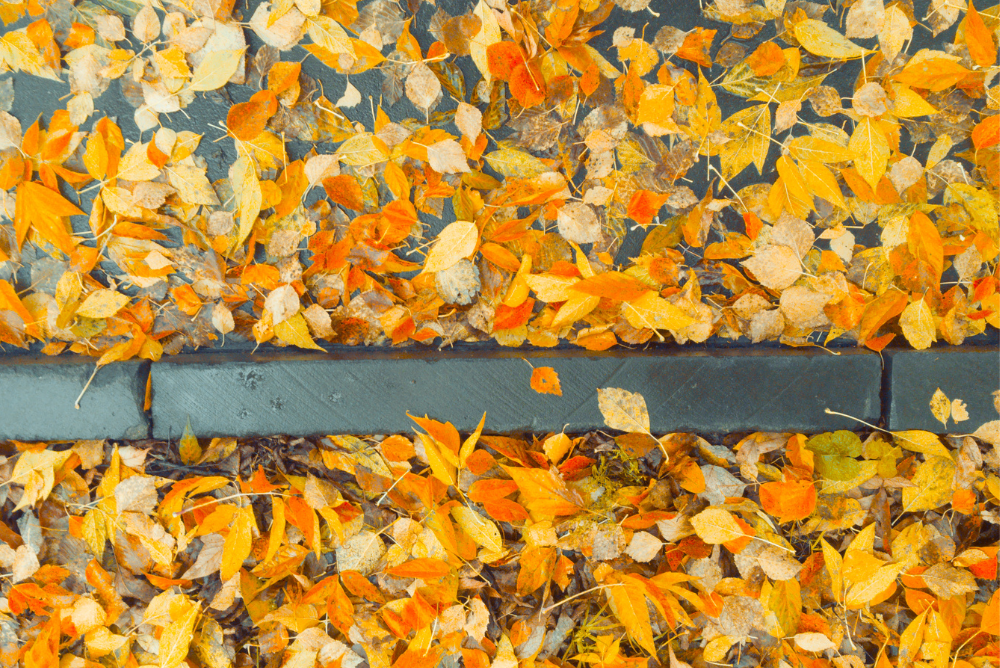 Leaves causing a slip hazard